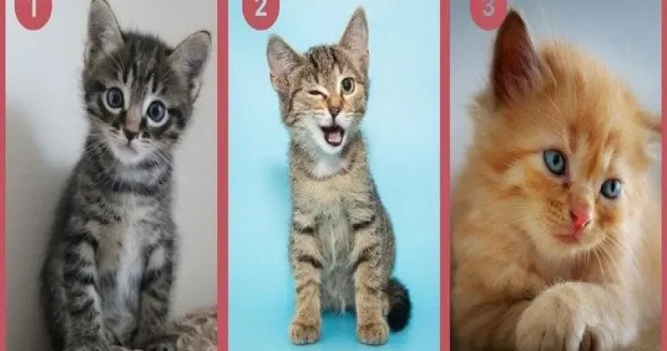 Şəxsiyyət TESTİ: Siz həqiqətən etibarlı insansınız, yoxsa...