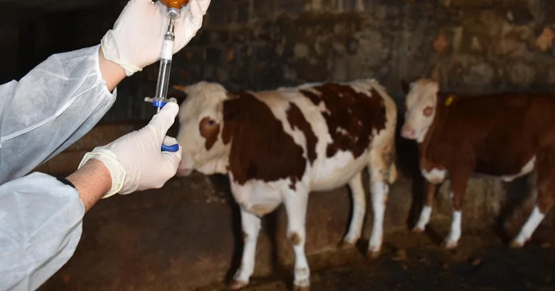 Heyvanlar yanvar oktyabr ayları üçün nəzərdə tutulmuş miqdarda peyvənd olunub
