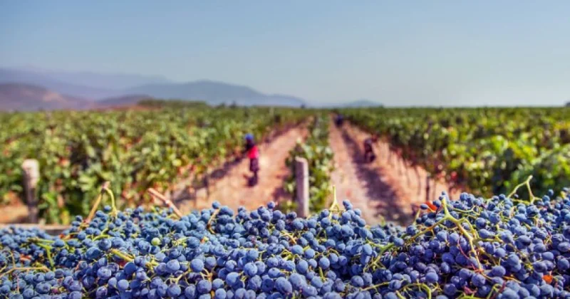 Bu il Gürcüstanda 336 min tona qədər üzüm yığılıb