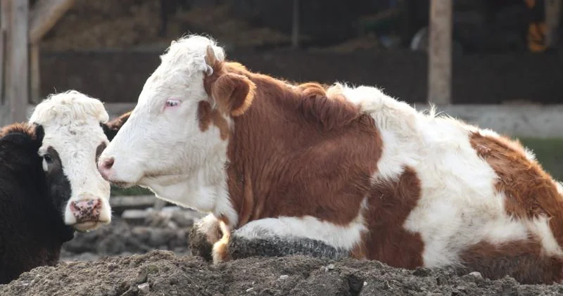 Boluda dabaq xəstəliyi: 18 kənd və 4 məhəllə karantinə alınıb