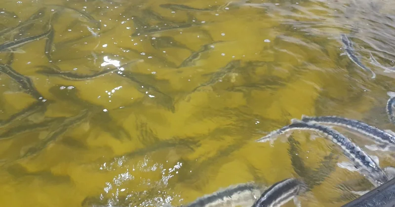 Выращивание рыбы в аквакультуре в Азербайджане имеет гораздо больший экспортный потенциал Джейхун Алиев (Интервью)