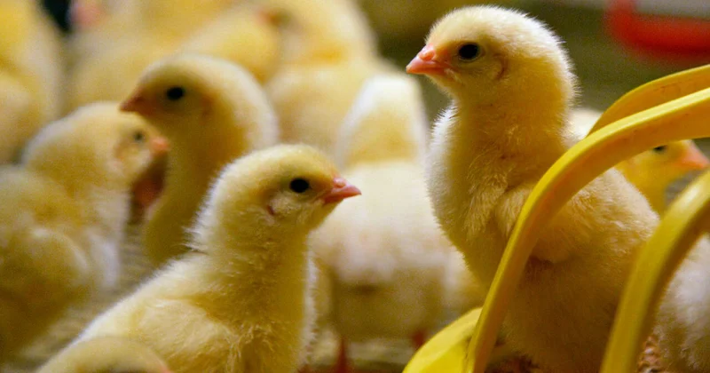 В Австрии объявят режим повышенной готовности из за птичьего гриппа