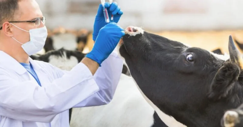 Fermerləri aldadan saxta dabaq dərmanı istehsalçıları ifşa olundu