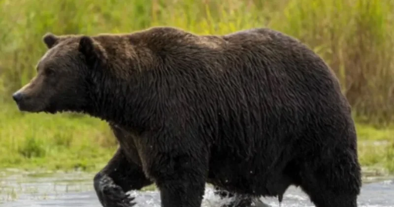 Yaponiyada ayı hücumuna məruz qalmış 79 yaşlı qadının cəsədi tapılıb