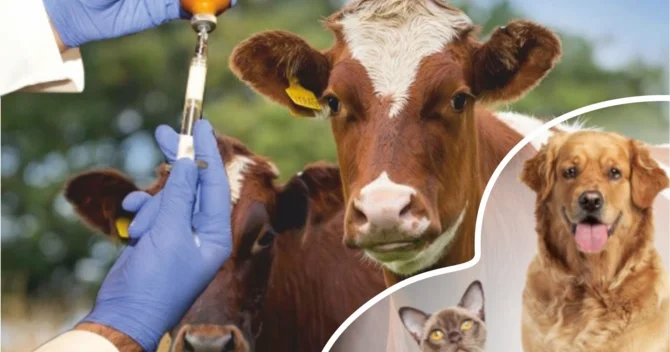 Heyvanlardan insanlara keçə bilən ən təhlükəli XƏSTƏLİKLƏR