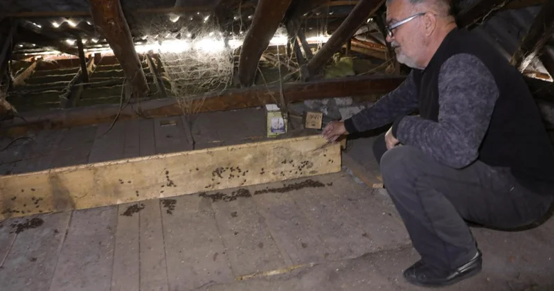 Zaqatalanın 7 kəndində qəhvəyi mərmər bağacığına qarşı mübarizə tədbirləri aparılıb