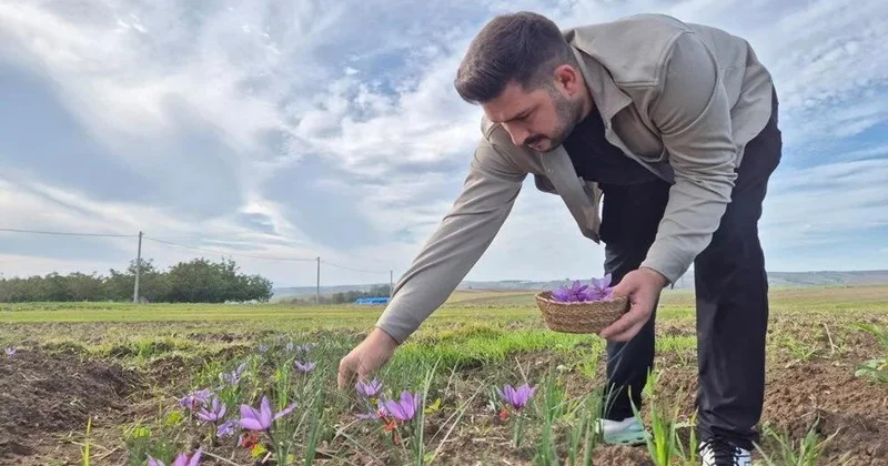 Bu ədviyyatın kilosu 600 min lirə: Hər səhər yığılır