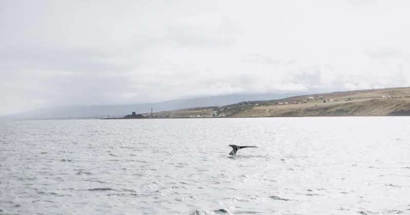 Раскрыт секрет долголетия гренландских китов