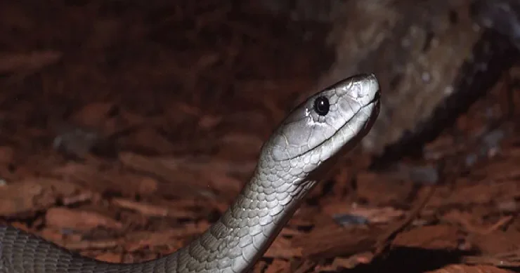 Bu ilanların zəhəri müalicədən sonra da öldürür: SƏBƏBİ