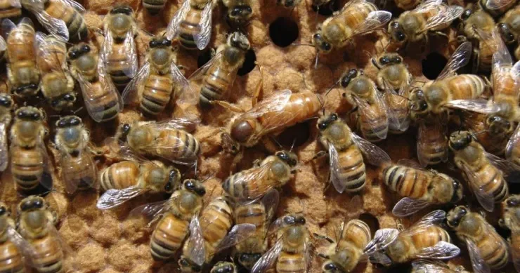 Niyə arı koloniyası öz kralıçasına qarşı “üsyan” edir? SƏBƏBLƏR AÇIQLANDI