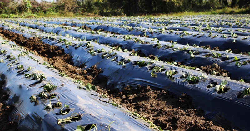 Astarada ilk dəfə çiyələk əkilib təcrübə uğurlu alınıb