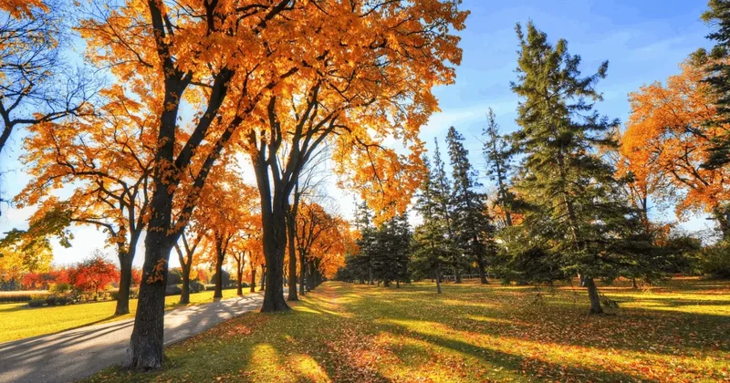 В ноябре 4 дня подряд в Азербайджане будут нерабочими