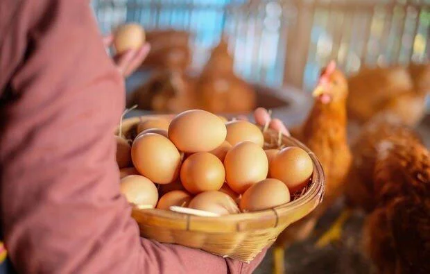 Kənd yumurtasının qiyməti niyə bahalaşdı?