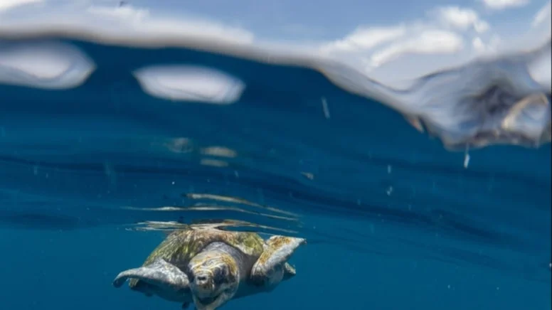 Ənənə zəhərə çevrildi! Dəniz tısbağasını yeyən 3 nəfər öldü, onlarca insan xəstəxanalıq oldu FOTO