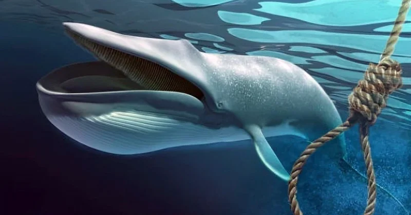 Mavi Balina necə yüklənilir?