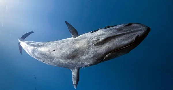 Mavi Balina tipli zərərli oyunların təsiri altına düşən uşaqlarda ilkin əlamətlər