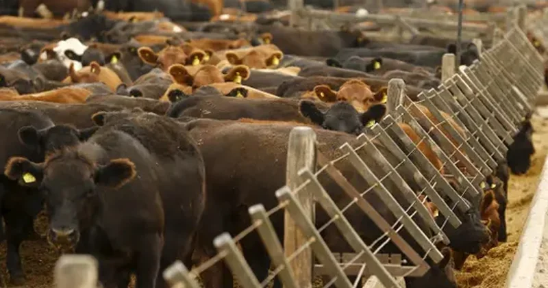 KİV: Cinayətkarlar Avropaya narkotik çatdırmaq üçün kokain inəklər dən istifadə edir