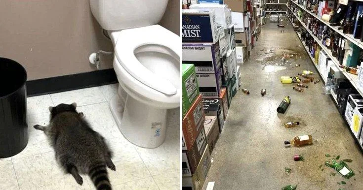 Sərxoş yenot şərab evi ni alt üst etdi