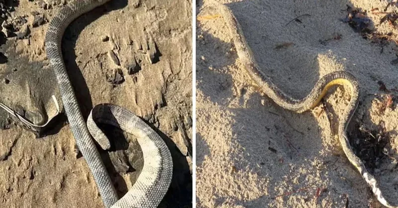 Qiyamət əlaməti bir bir sahilə çıxırlar FOTO