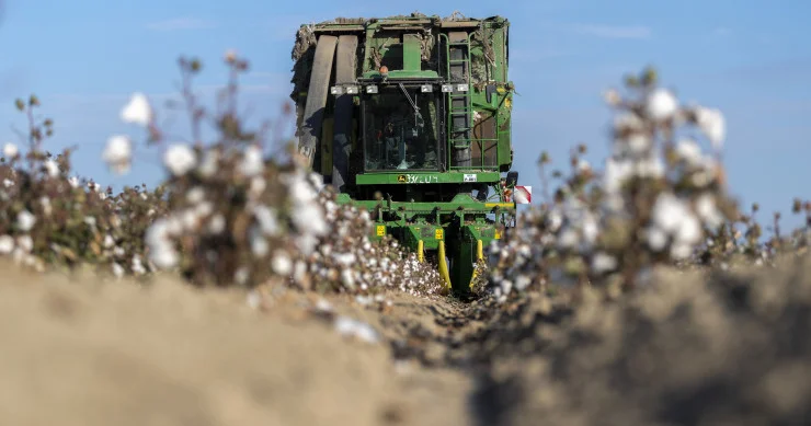 Pambıqçılığın ölkəmizdə inkişaf etdirilməsi böyük önəm daşıyır