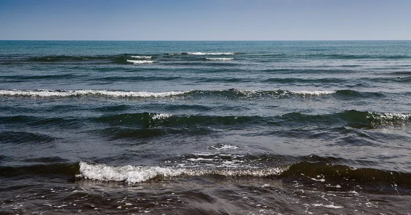 На побережье Каспия найдены сотни мертвых тюленей
