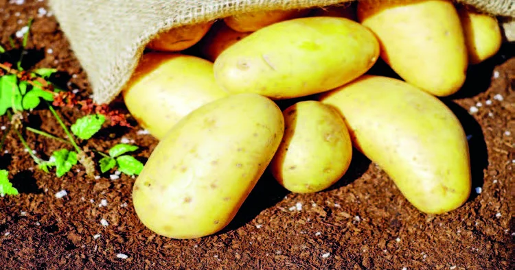 Kartof “qoca qitə”də ikinci çörəyə necə çevrildi?