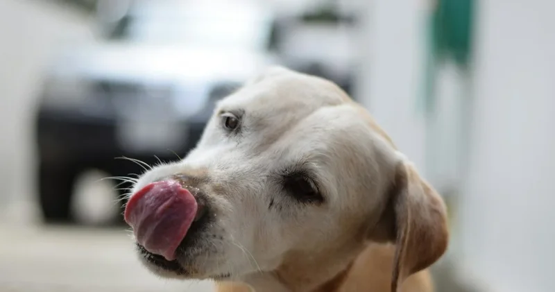 “Sahibləri üçün gənclik mənbəyi: qadınlar üçün ideal heyvan tapılıb“ Elmi araşdırma