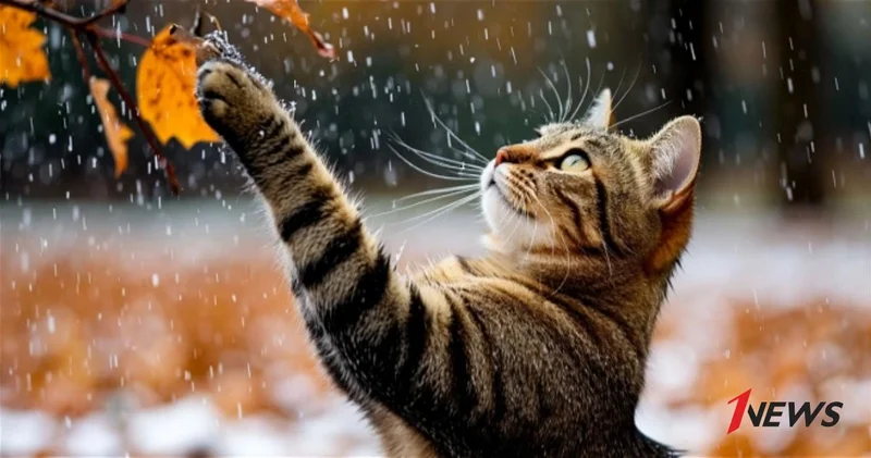 Как долго в Азербайджане продлится дождливая погода?