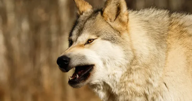 Canavarlar iki uşağı yedilər: biri 10 aylıqdır