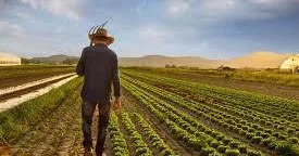 Azərbaycanda 178 minə yaxın fermer payızlıq əkinlərini bəyan edib