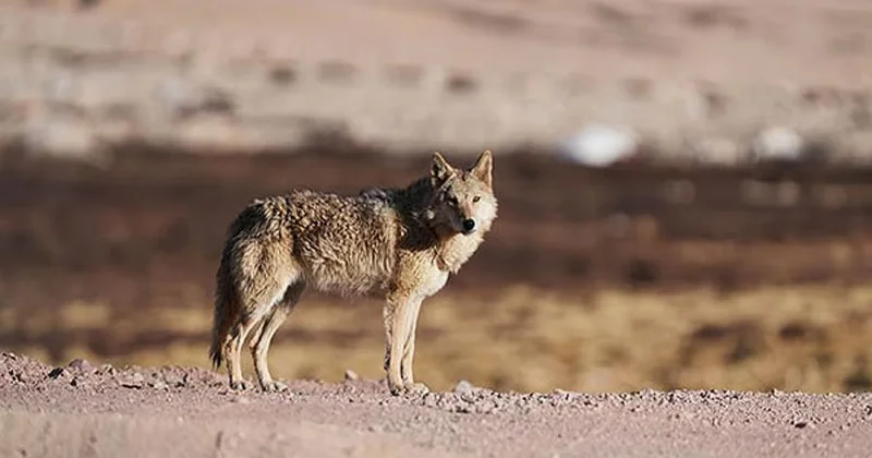 Canavarlar bir gündə 2 körpəni öldürdülər