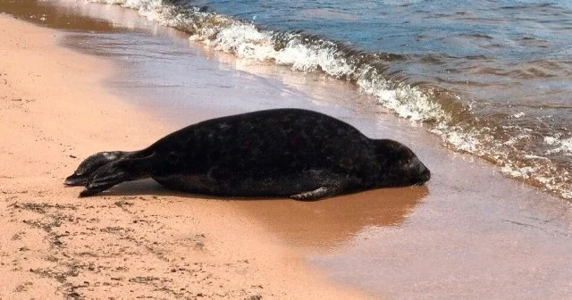 Xəzər dəniziylə bağlı HƏYƏCAN TƏBİLİ ÇALINDI KONKRET
