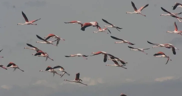 Сотни фламинго мигрировали раньше времени в Азербайджан