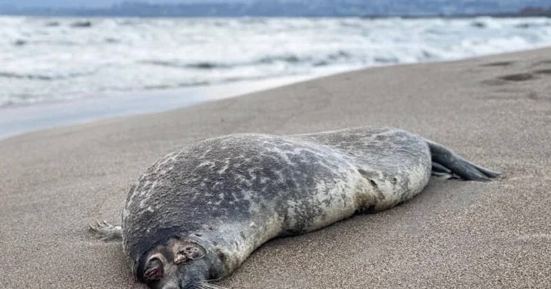 Ученые назвали основную причину гибели тюленей на Каспии
