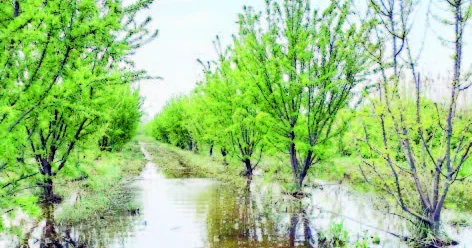 Badamçılığa sığorta ödənişi