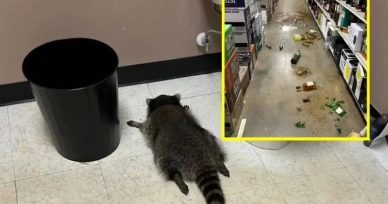 В США енот напился виски и разнес алкомаркет