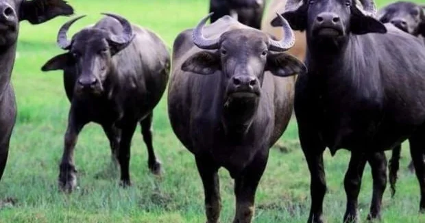 Camışların sayında KƏSKİN AZALMA Restoranlarda mal əti adı ilə TƏQDİM OLUNUR?
