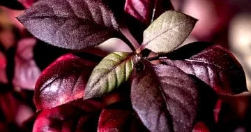 “Yusif xəzinin” müalicəvi xüsusiyyətləri alimləri şoka saldı...