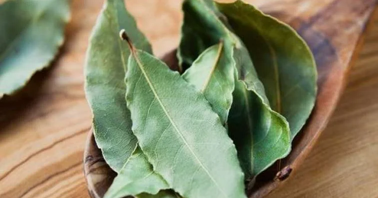 Dəfnə yarpağının MÖCÜZƏVİ TƏSİRİ