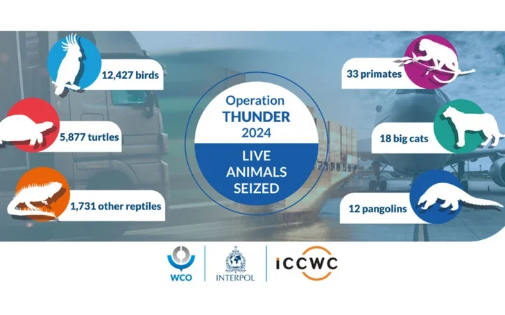 Операция Гром 2024 : спасены тысячи редких животных от черного рынка