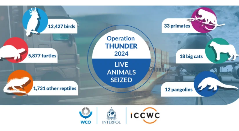 İnterpol genişmiqyaslı əməliyyat keçirib, 20 minə yaxın heyvan müsadirə edilib
