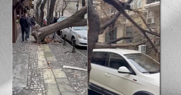 В центре Баку сильный ветер повалил дерево