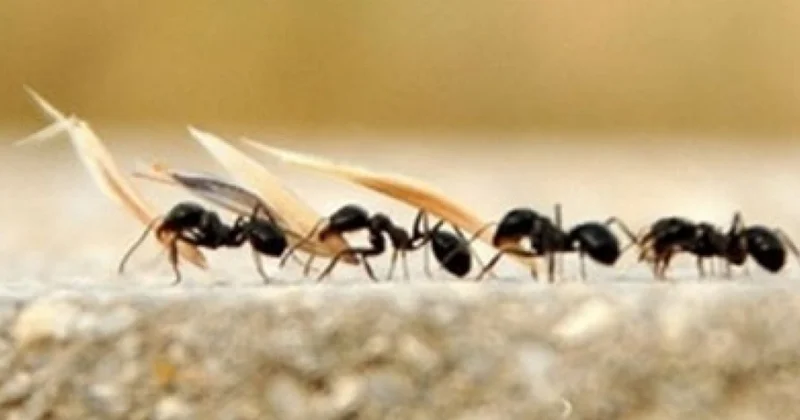 Qarışqa əməyi FOTO