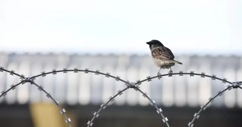 Piyada keçidində qadını vuraraq öldürən şəxs azadlığa buraxıldı