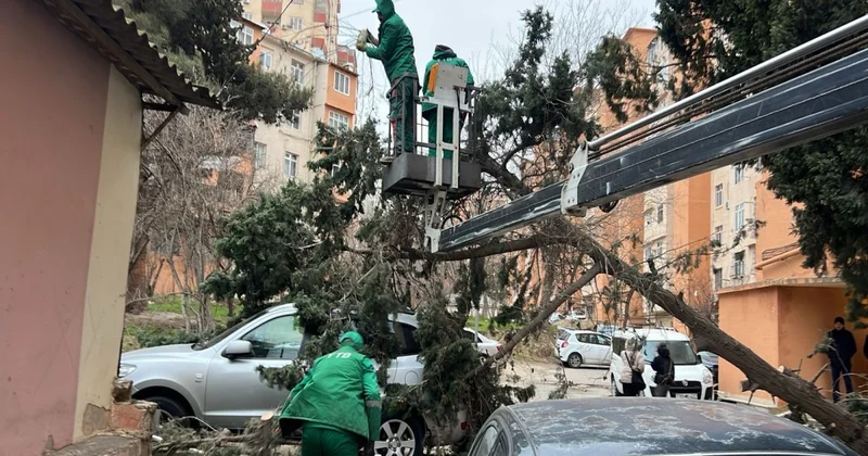 Сильный ветер в Баку повалил более десятка деревьев ФОТО