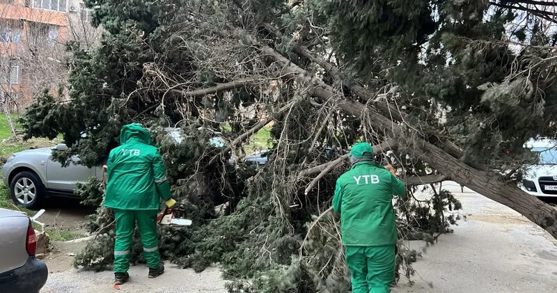 Güclü külək paytaxtda 19 ağacı sındırdı KONKRET