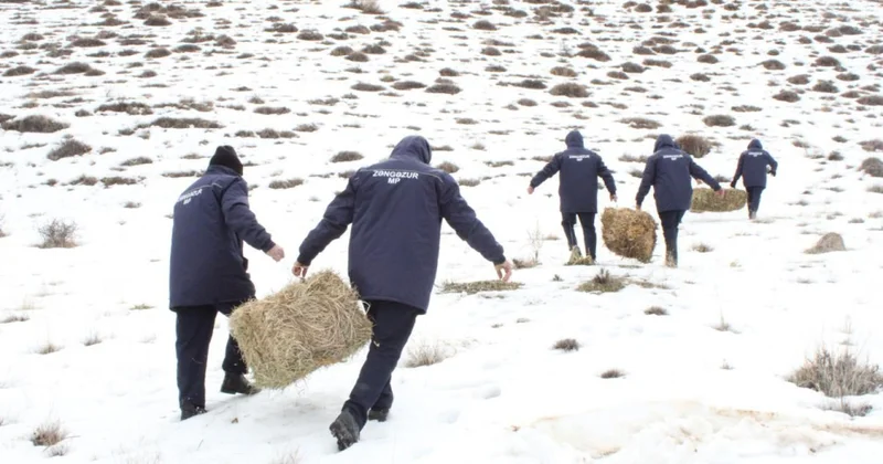 Şərurun dağlıq ərazisində biotexniki tədbir keçirilib