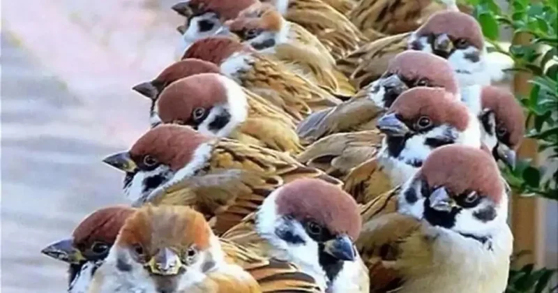 В России пересчитают воробьев