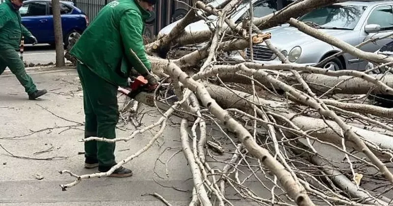 Сколько бакинских деревьев повалил бушующий ветер? ВИДЕО