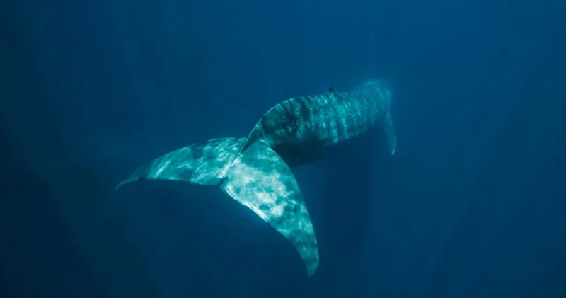 ABŞ hərbçilərinin okeanda aşkar etdiyi qəribə səs Alimlərin cavabı